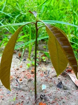 Close up showcases a young mango sapling with newly formed brown leaves, thri Foto stock