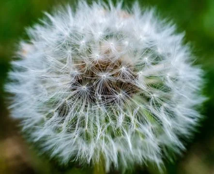 Close-up of a shower head in spring Stock-Fotos