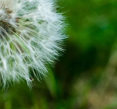 Close-up of a shower head in spring Foto stock