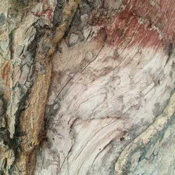 Close up showing exposed smooth inner wood rough textured outer bark Fotos de archivo