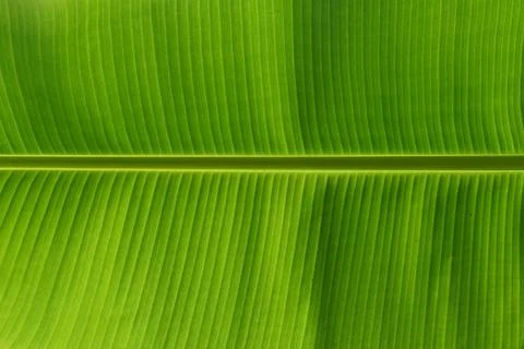 Close up showing texture of banana leave Stock Photos