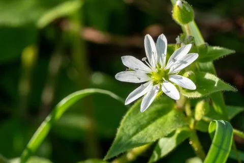 Close up showing a tiny delicate white chickweed flower wild 库存照片