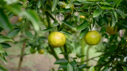 Close-up showing two ripe oranges hanging low from green leafy branch, swaying Stock Footage 308012555