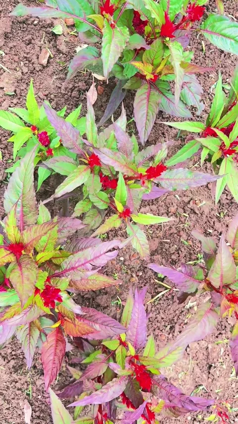 Close up shows Celosia argentea plants with red blooms growing on soil in t.. Stock Footage 312065056