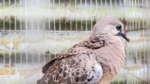 Close up shows a dove bird looking to the right inside a cage. video Video stock 310734031