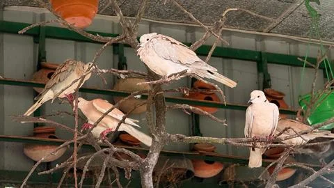 Close-up shows five ringneck doves perched on branches within an indoor aviar Foto stock
