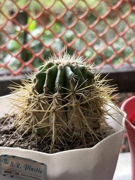 Close up shows a green cactus with sharp spines inside a plastic container Фото