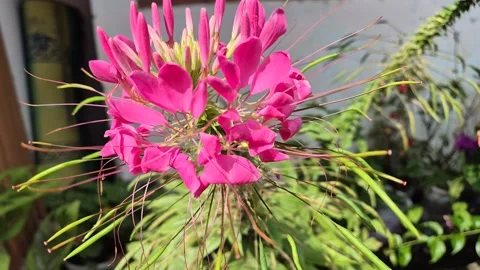 A close-up shows a pink spider flower blooming Stock Footage 341643579