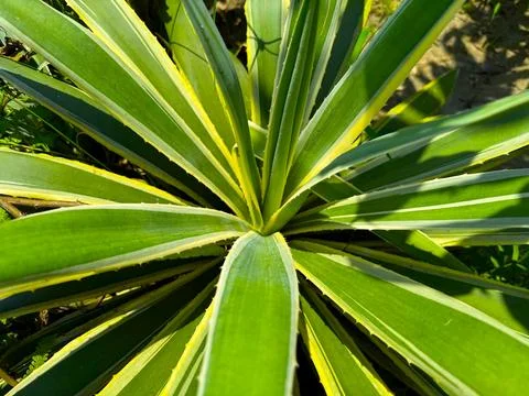 Close up shows sharp green agave leaves with yellow edges radiating outward Stock Photos