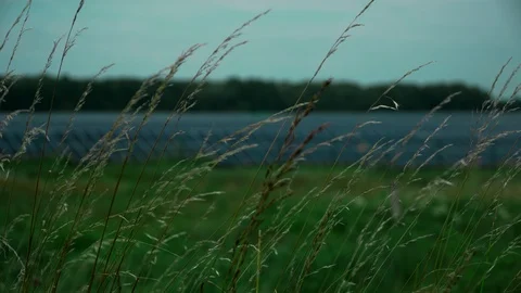 Close-up shows a spikelet of grass on the background of a blurred solar power Stock Footage 91702086