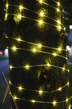 Close up shows string lights wrapped around a large tree trunk Stock Photos