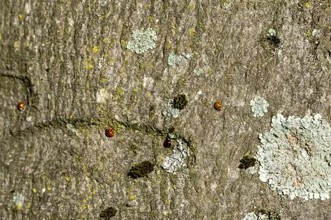 Close-up shows tree bark with moss and lichen patches Stock Photos