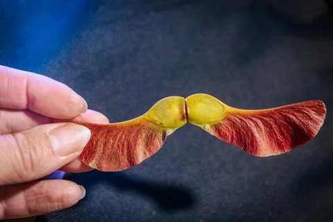 A close up shows two joined maple fruits with reddish. 스톡 사진
