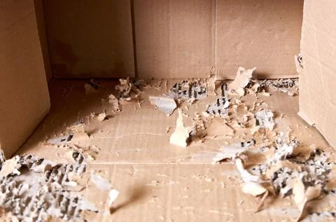 Close-up of shredded cardboard inside a box destroyed by a cat Stock Photos