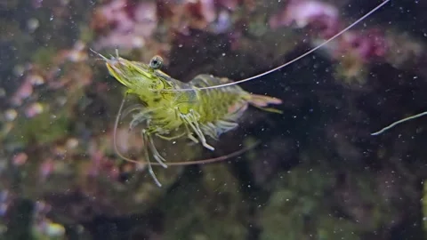 Close up of a shrimp around a reef Stock Footage 296538976