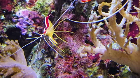 Close up of a shrimp around a reef Stock Footage 296539748
