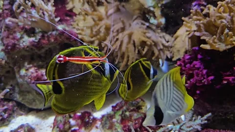 Close up of a shrimp on a fish Stock Footage 296555400