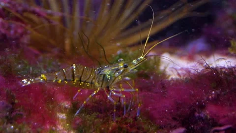 Close up of shrimp Stock Footage 135041897