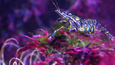 Close up of shrimp  Stock Footage 135234074