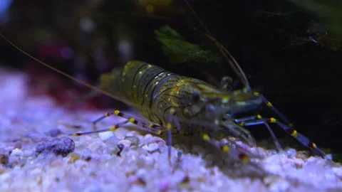 Close up of shrimp Stock Footage 233787518