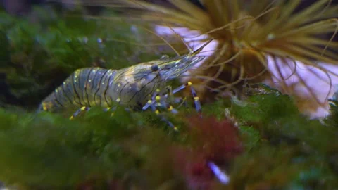  Close up of shrimp  Stock Footage 234120108