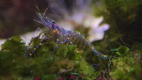 Close up of shrimp  Stock Footage 241019773