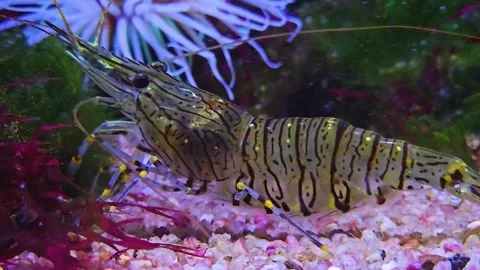 Close up of a shrimp Stock Footage 245029301