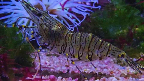 Close up of shrimp  Stock Footage 245048914