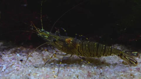 Close up of shrimp  Stock Footage 278043590