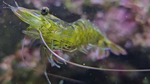 Close up of a shrimp Stock Footage 296555056