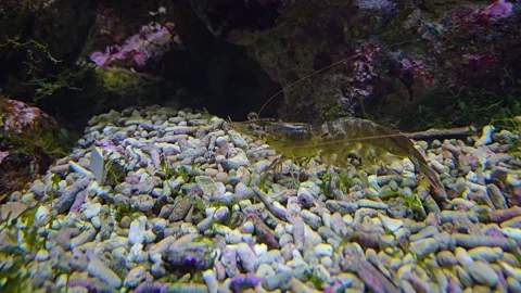 Close up of shrimp in motion Stock Footage 296547361