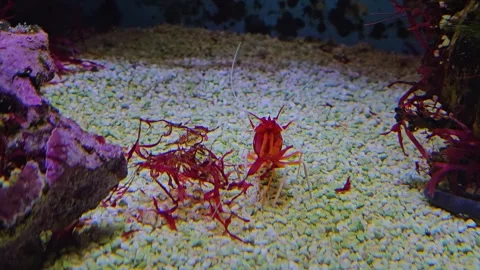  Close up of shrimp moving Stock Footage 267455087