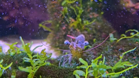 Close up of shrimp moving on the ground Stock Footage 277538947