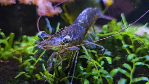 Close up of shrimp on the sea ground  Video stock 273224449