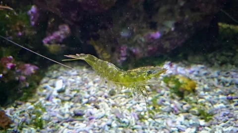 Close up of shrimp in slow mo Stock Footage 296424053