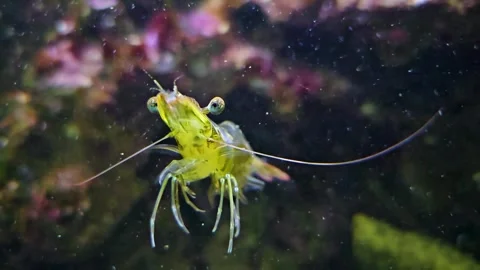 Close up of shrimp in slow motion Stock Footage 296423737