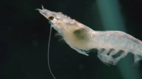 Close up of shrimp swimming in the water. Stock Footage