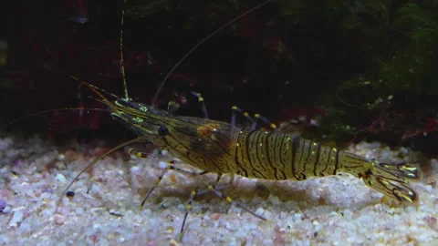 Close up of shrimp underwater Stock Footage 278014230