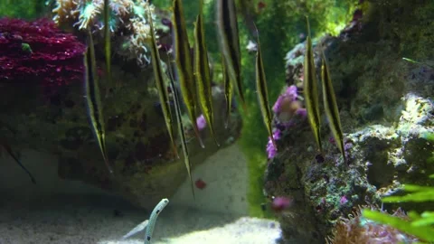  Close up of Shrimpfish, also called razorfish  Stock Footage 261423528