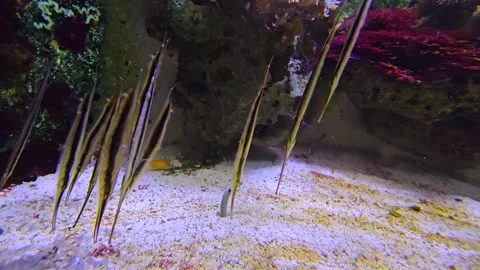Close up of Shrimpfish Video stock 273225277