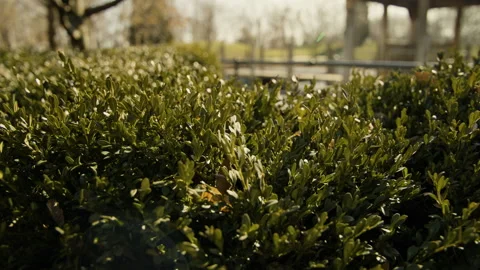 Close up of a shrub in a Chicago park 스톡 동영상 276378916