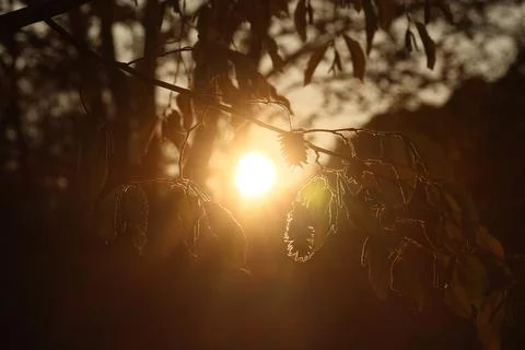 Close up of shrub in late afternoon sun with sun peaking through foliage Stock Photos