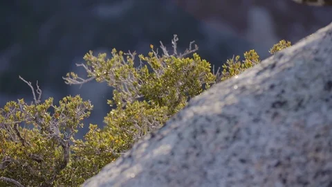 Close on shrubs and spider webs behind a boulder Video stock 91709616