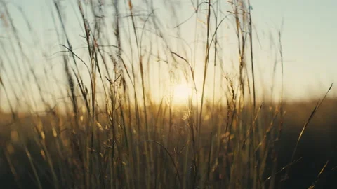 Close up of Shrubs At Sunset Light Stock Footage 170319223