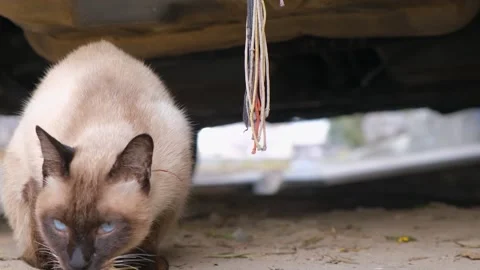 Close up of siamese cat face. Beautiful footage of cat. cat with blue eyes Stock Footage 342611549