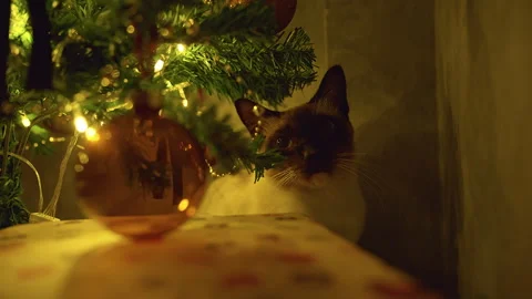 Close Up of a Siamese Cat Looking Through Christmas Tree Branches Beside Wrapped Stock Footage 338190455
