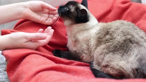 Close up Siamese cat lying on a red blanket. Stock Footage 278938016