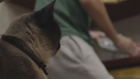 Close up siamese cat. Man washing dishes on background Stock Footage 104461105