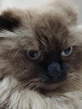 Close Up Siamese Cat 스톡 사진