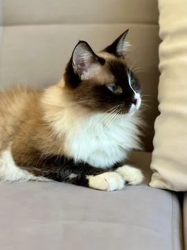 Close up of Siamese cat Fotos de archivo